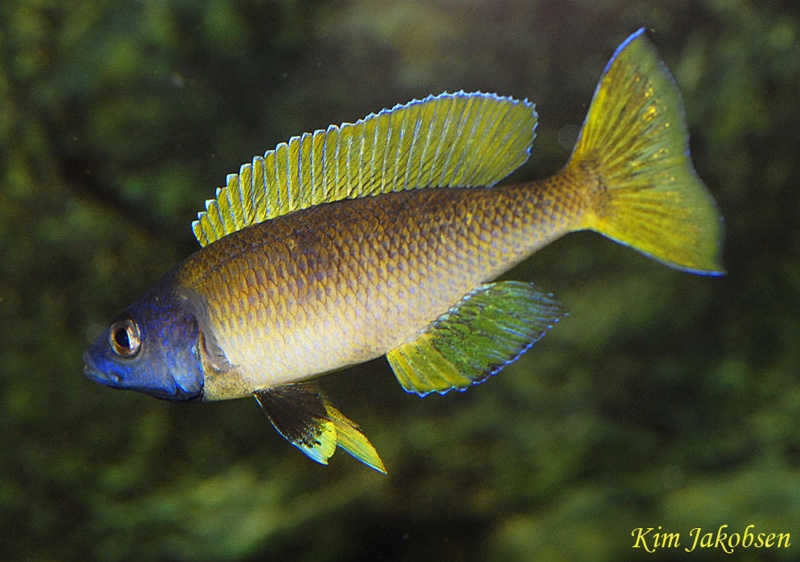 Cyprichromis sp. 'brilliant jumbo' Kitumba